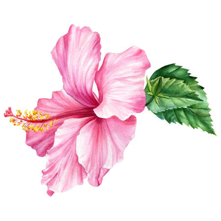 Pink flower, hibiscus on isolated white background, watercolor illustrationの写真素材