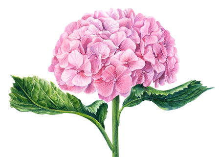 Pink hydrangea flowers, watercolor clipart, hand drawing, botanical illustration