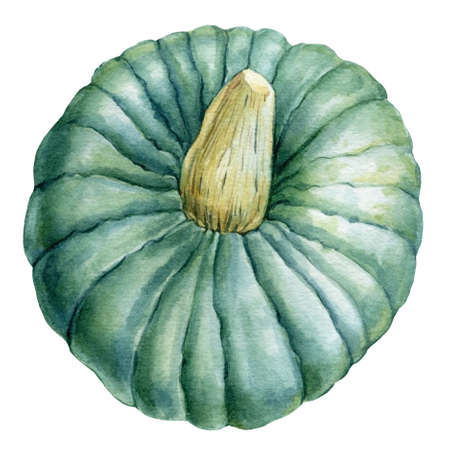 Autumn harvest, green pumpkin on an isolated white background, watercolor drawingの写真素材
