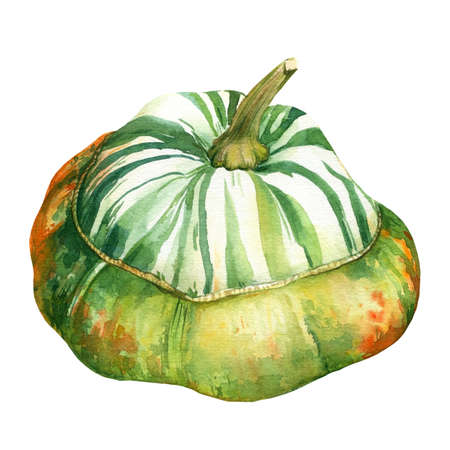 Pumpkin on white isolated background, autumn harvest, watercolor drawingsの写真素材
