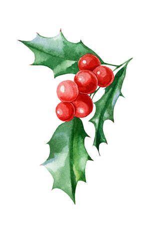 Christmas berries, holly on white isolated background, Watercolor illustration.の写真素材
