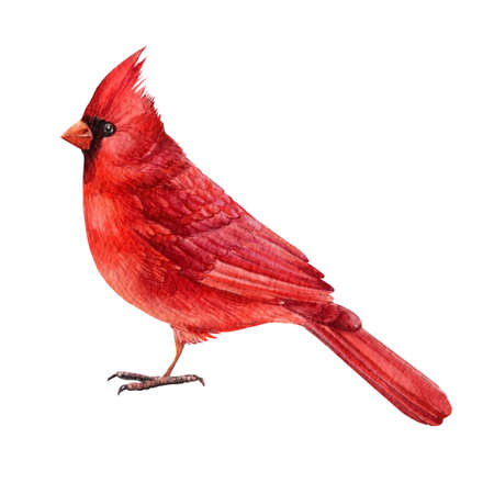 Red cardinal, bird Watercolor drawings, Hand Drawn Illustration isolated on white backgroundの写真素材