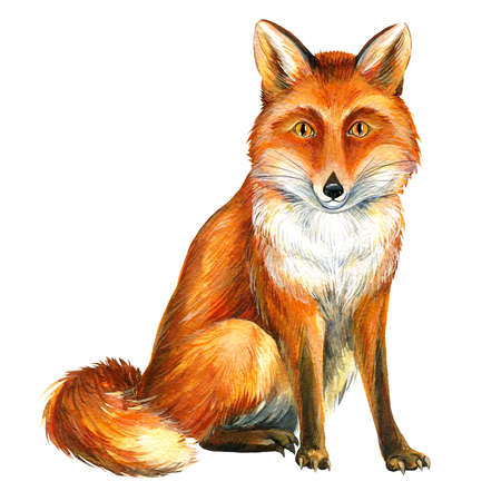 Cut fox on white background, watercolor drawings, animals for printの写真素材
