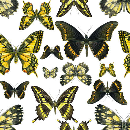 Seamless patterns of butterflies. watercolor hand-drawn, isolated backgroundの写真素材