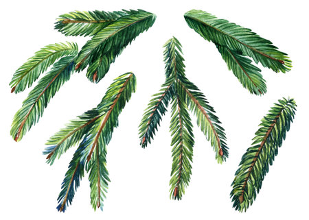 Set of green spruce branches on an isolated white background, watercolor illustration