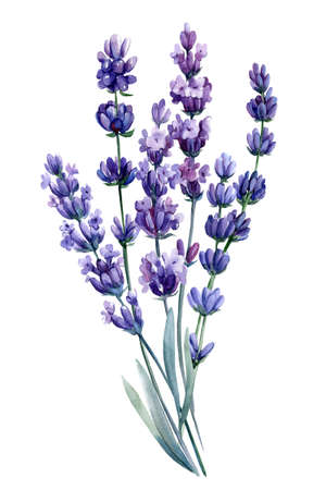 lavender flowers on a white background, watercolor drawingsの写真素材
