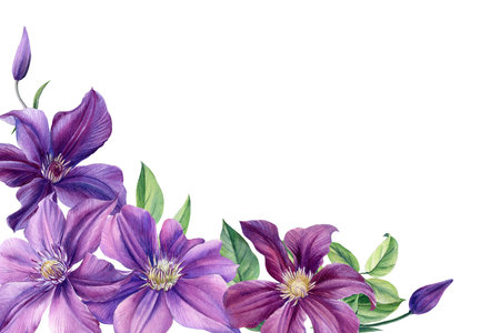 Greeting card with place for text, purple flower on white background. Clematis watercolorの写真素材