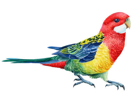 Rosella parrots on an isolated white background, watercolor illustrationの写真素材