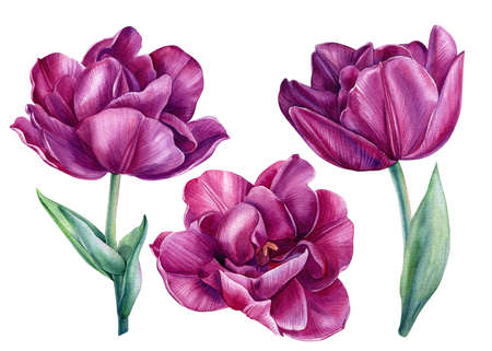 Set of violet flowers. Tulips on isolated white background watercolor botanical paintingの写真素材