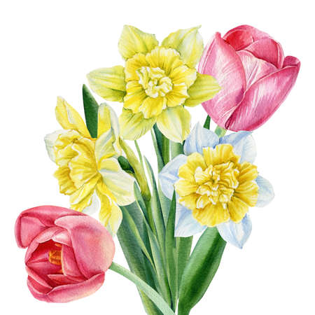 Bouquet flowers, tulips and daffodils on isolated white background, watercolor botanical illustration, greeting cardの写真素材