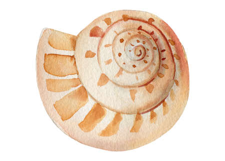 Seashell on isolated white background, watercolor illustrationの写真素材