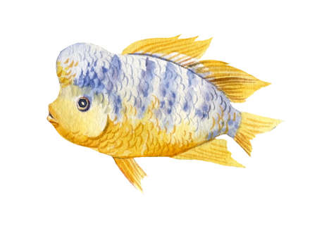 Yellow Fish on an isolated white background, watercolor illustrationの写真素材