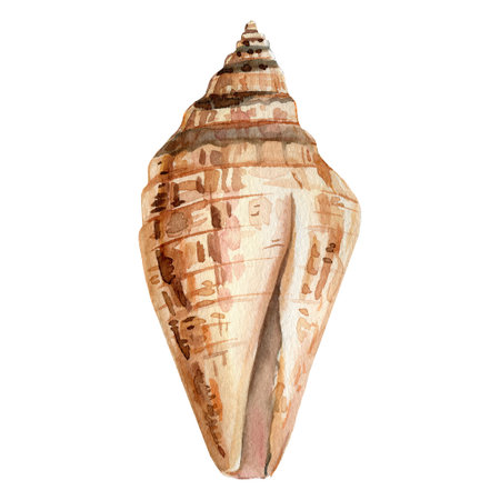 Seashell on isolated white background, marine watercolor illustration
