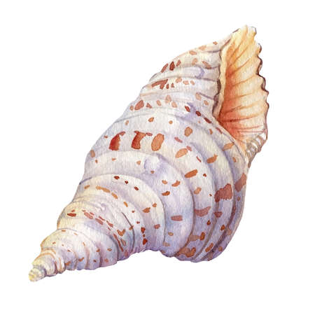 Set of watercolor seashells isolated background.の写真素材