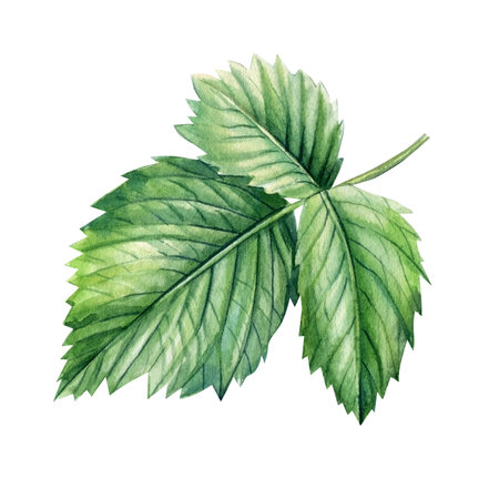 Leaf an isolated white background. Watercolor botanical illustrationの写真素材