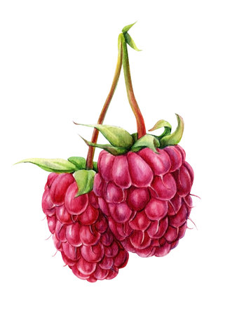 Raspberry berries on an isolated white background. Watercolor botanical illustrationの写真素材