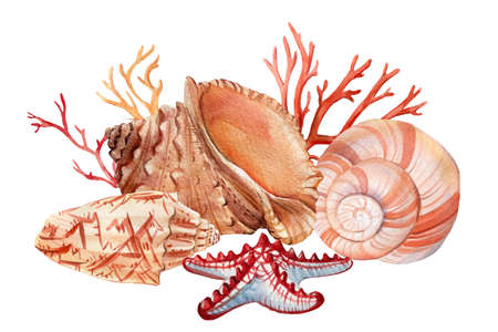 Seashells and coral on an isolated white background. Watercolor illustration, Marine design, postcards.の写真素材