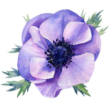 Delicate flower. Hand painted blue anemone isolated on white background. Watercolor illustration.の写真素材