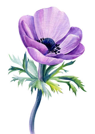 Delicate flower. Hand painted purple anemone isolated on white background. Watercolor illustration.の写真素材
