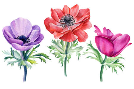 Set of colored anemone flowers, watercolor painting, hand drawing. Wedding cardの写真素材