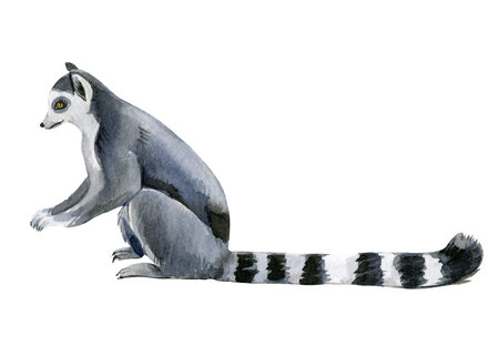 Lemur white background, watercolor illustration, cute animals