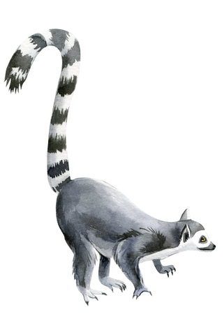 Lemur white background, watercolor illustration, cute animalsの写真素材