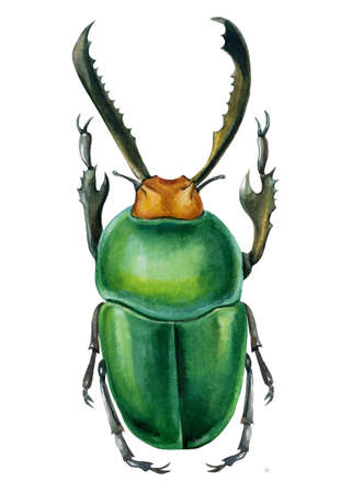 Beetle on isolated white background, watercolor illustration, green scarabの写真素材