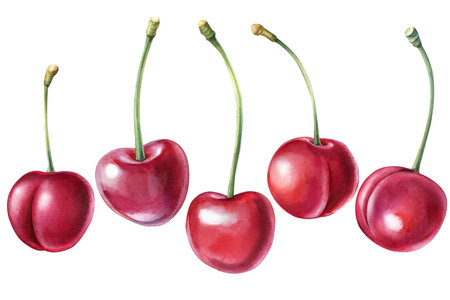 Set of cherry, Berries on isolated white background, watercolor illustration. Natural and organic.の写真素材