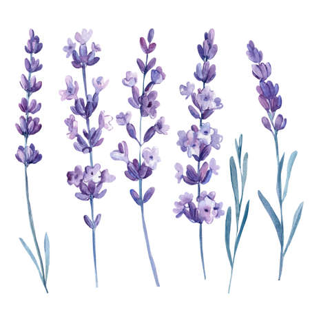 Lavender flowers, set of floral design elements, watercolor illustration, isolated white background. High quality photoの写真素材