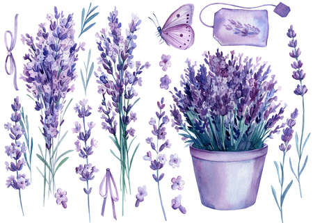 Lavender flowers, set of floral design elements, watercolor illustration, isolated white backgroundの写真素材