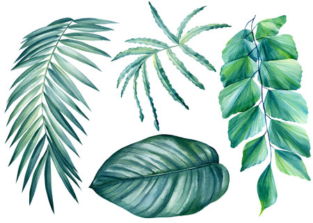 Set of Tropical palm leaves on isolated background, watercolor illustrationの写真素材