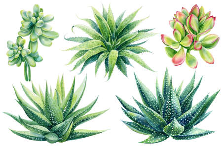 succulents, haworthia on isolated white background, watercolor illustrationの写真素材