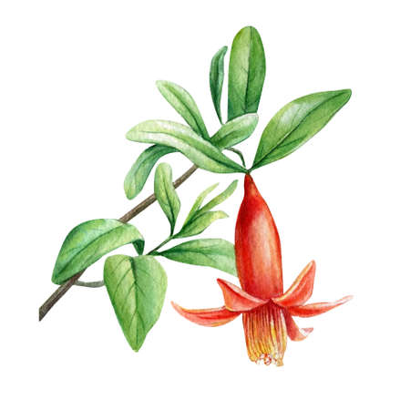 Branch with pomegranate flowers. Watercolor illustrationの写真素材