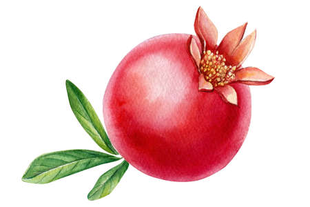 Branch with pomegranate flowers. Watercolor illustrationの写真素材