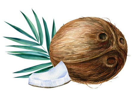 Tropical Fruit coconut. Hand drawn watercolor painting on white background.の写真素材