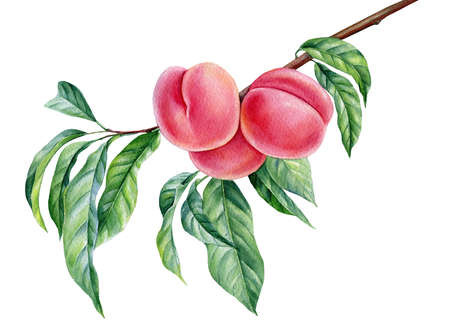 Watercolor Peach branch. Hand drawn fruit. Summer fruits illustration for scrapbook, label, poster, print, menuの写真素材