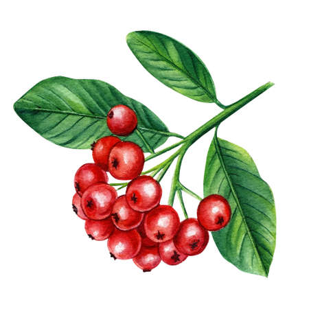 Watercolor fall rowan, berries with green leaves Botanical painting illustration. Red berry isolated on background.の写真素材