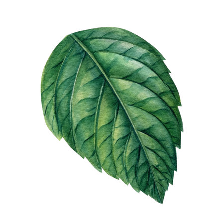 Green leaves botanical watercolor illustrations, floral elements.の写真素材