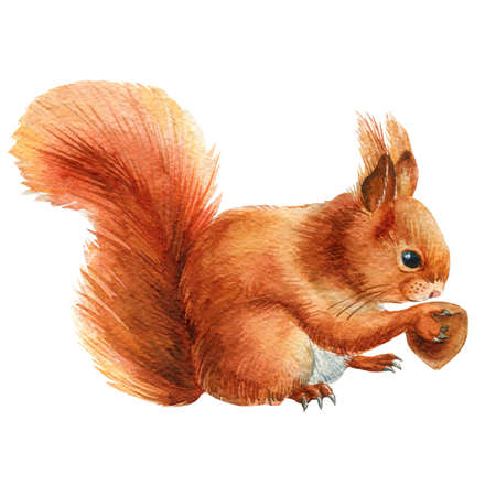Squirrel with a nut, isolated white background, watercolor animalの写真素材