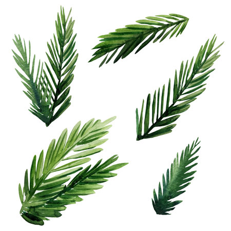 Spruce branches. Forest Watercolor illustration isolated on white background.