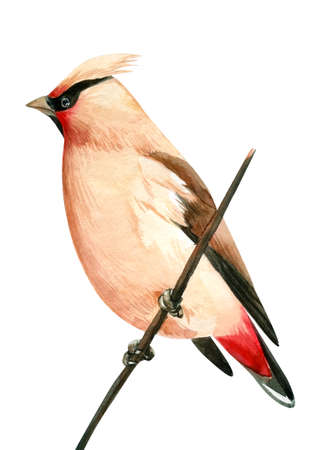 Watercolor waxwing. Bird on an isolated white background, drawing.の写真素材