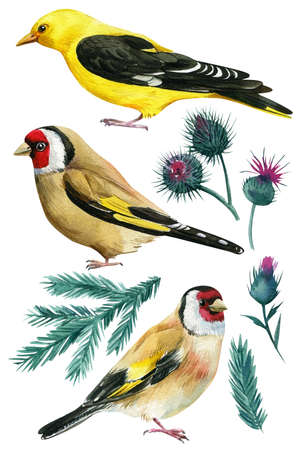 Oriole, goldfinch. Set of birds, Spruce branch and thistle on an isolated white background, watercolor drawing.の写真素材