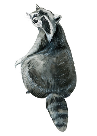 Raccoon on isolated white background, watercolor drawing. forest animalの写真素材