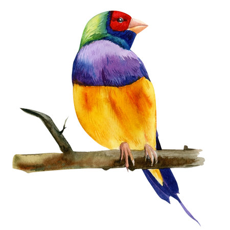 Colorful tropical birds. Amadines watercolor illustration. Australia amadina birdの写真素材