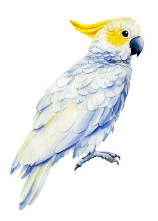 Parrot cockatoo, watercolor tropical bird, white isolated background, hand drawingの写真素材