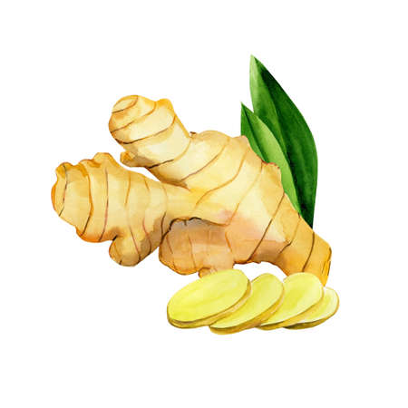 Ginger root with slices and leaves arrangement on isolated white background, watercolor illustrationの写真素材