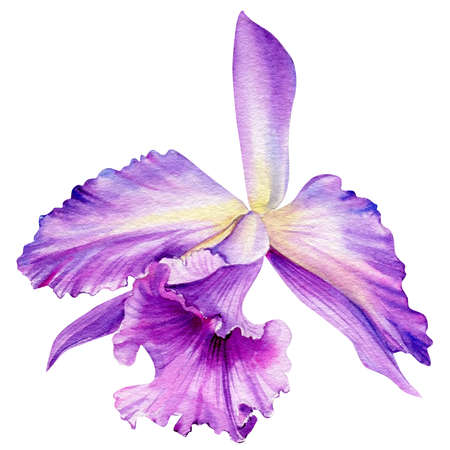 Violet orchid on isolated white background, watercolor botanical paintingの写真素材