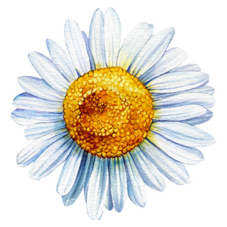 Chamomile flower closeup, isolated white background, watercolor botanical illustrationの写真素材