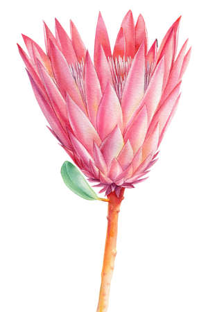 tropical flower, protea on isolated white, watercolor drawing, botanical painting, pink exotic floraの写真素材