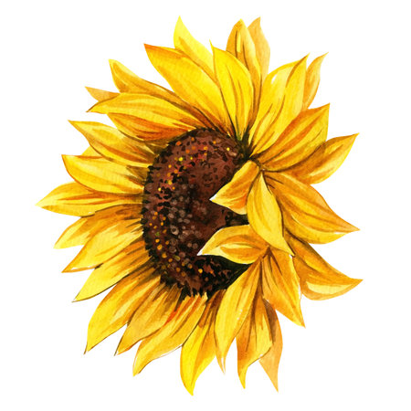 Sunflower on an isolated white background, watercolor illustration, botanical painting, yellow flower. High quality illustrationの写真素材
